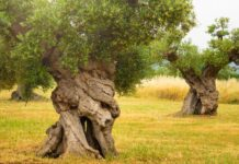 ΝΑ ΑΠΟΖΗΜΙΩΣΕΙ Η ΚΥΒΕΡΝΗΣΗ ΤΟΥΣ ΕΛΑΙΟΠΑΡΑΓΩΓΟΥΣ ΓΙΑ ΤΗ ΖΗΜΙΑ ΑΠΟ ΤΟΥΣ ΚΑΥΣΩΝΕΣ ΚΑΙ ΤΗΝ ΞΗΡΑΣΙΑ-Η ΡΟΥΜΑΝΙΑ ΕΔΕΙΞΕ ΤΟ ΔΡΟΜΟ.