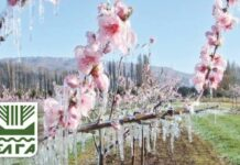 ΑΝΑΚΟΙΝΩΣΗ ΓΙΑ ΠΑΓΕΤΟ_ΑΜΥΓΔΑΛΙΕΣ – ΔΗΜΟΣ ΔΙΣΤΟΜΟΥ ΑΡΑΧΩΒΑΣ ΑΝΤΙΚΥΡΑΣ