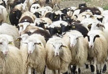 Προληπτικά και κατασταλτικά μέτρα για την αντιμετώπιση της νόσου “Ευλογία των Αιγοπροβάτων”