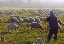 Η Κυβέρνηση αφήνει τη μετακινούμενη κτηνοτροφία στον αέρα. Οι κτηνοτρόφοι δεν αντέχουν άλλη εγκατάλειψη
